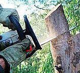 Best Utility Line Clearance  in South Berwick, ME