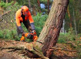 Best Tree Mulching  in South Berwick, ME