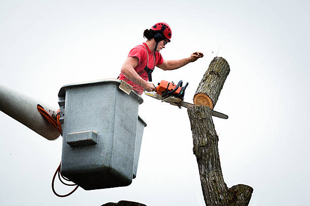 South Berwick, ME Tree Care Pros