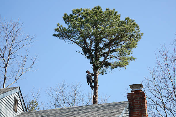 Seasonal Cleanup (Spring/Fall) in South Berwick, ME
