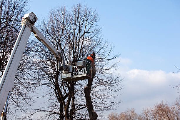 Best Tree Risk Assessment  in South Berwick, ME