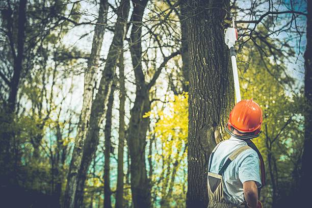 Best Tree Health Inspection  in South Berwick, ME