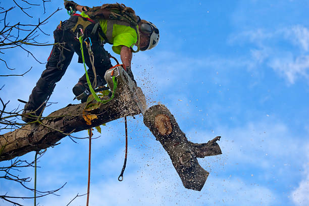 Best Tree Removal  in South Berwick, ME