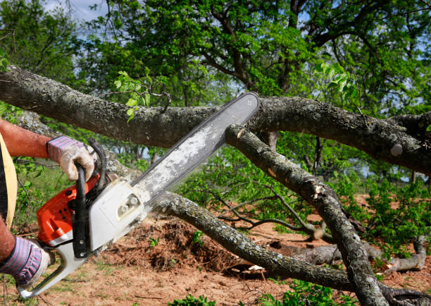 How Our Tree Care Process Works  in  South Berwick, ME
