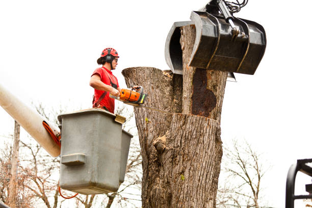 Best Leaf Removal  in South Berwick, ME