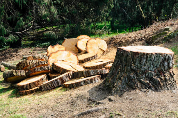 Professional Tree Care in South Berwick, ME